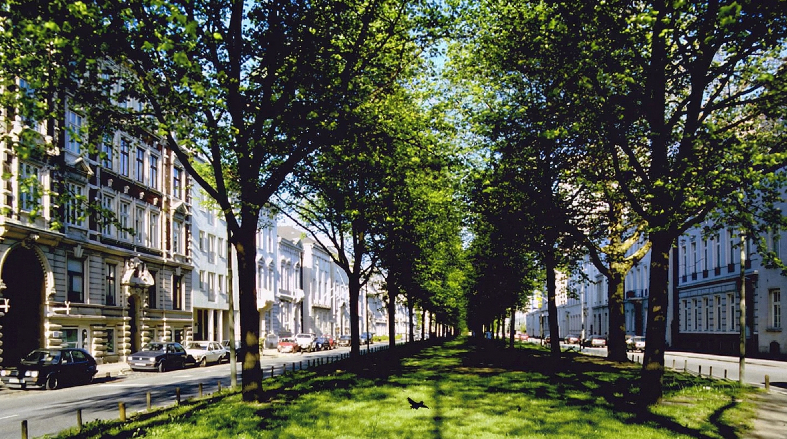 Baumreihe mit grünem Grasstreifen in der Mitte einer Straße, flankiert von mehrstöckigen Wohngebäuden und parkenden Autos in Altona-Altstadt, Hamburg.