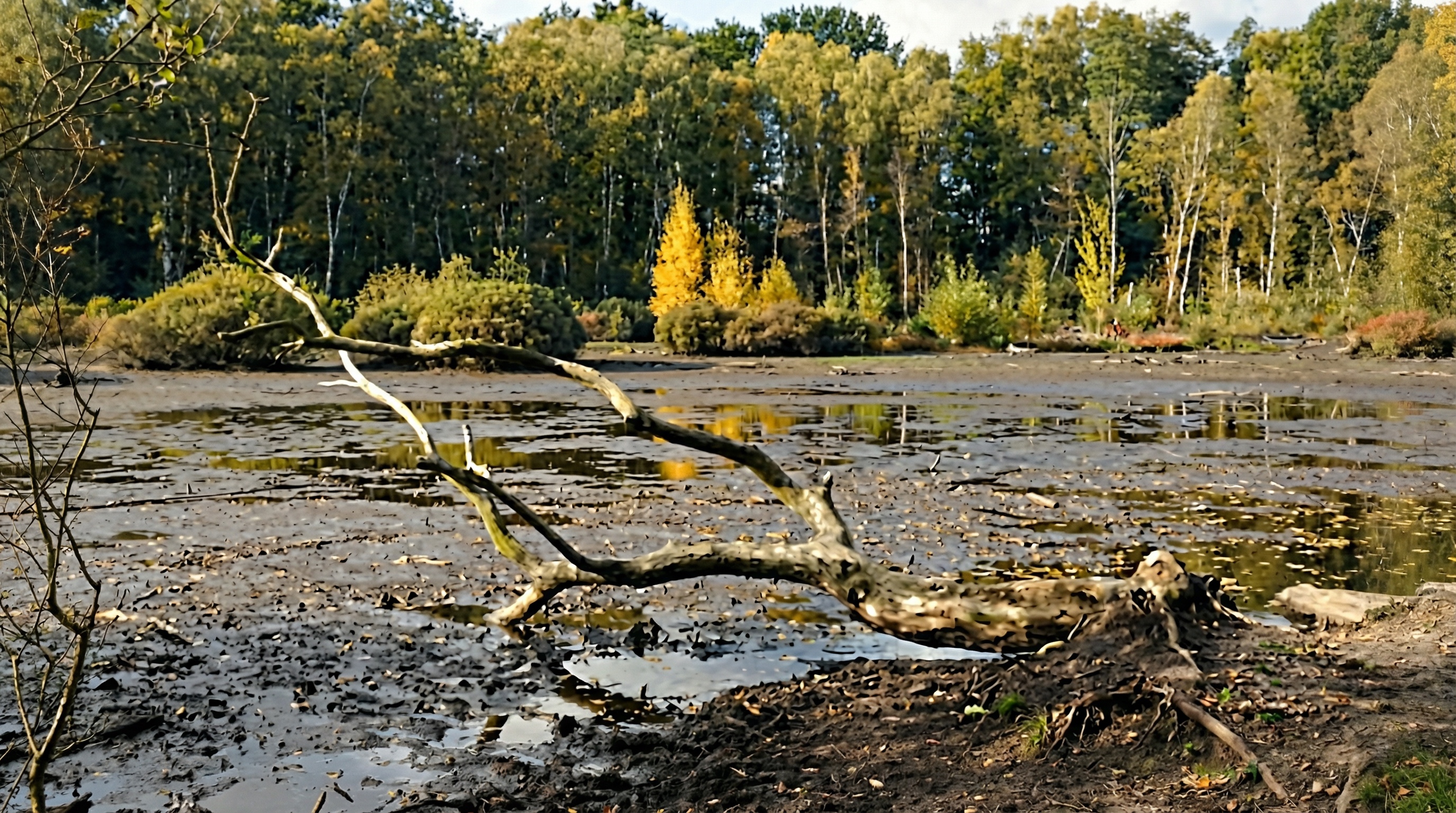 Umgestürzter Baumstamm liegt quer über einem schlammigen Seeufer, im Hintergrund herbstlich gefärbter Mischwald in Groß Borstel, Hamburg.
