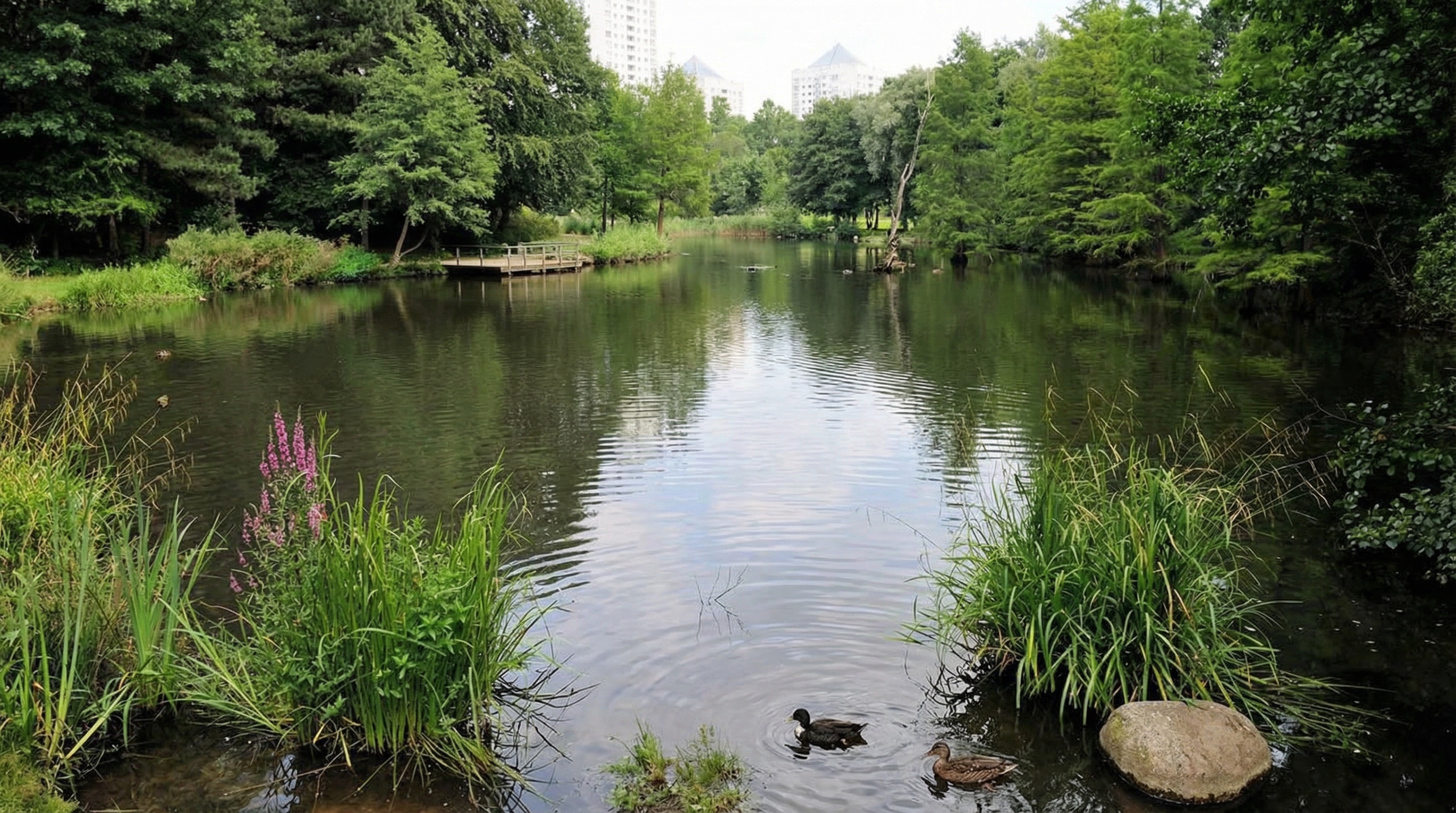 Teich mit Enten im Vordergrund, umgeben von dichtem Grün und Bäumen, im Hintergrund Hochhäuser sichtbar in Lohbrügge, Hamburg.