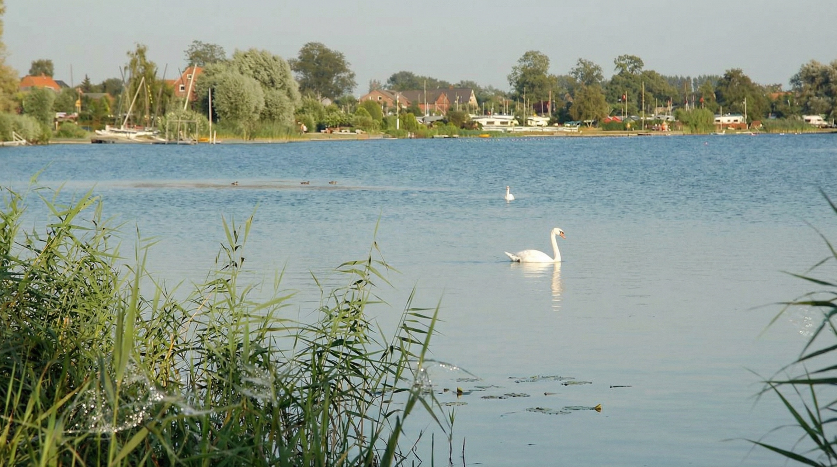 Ruhige Seelandschaft mit einem Schwan im Vordergrund, der auf dem Wasser schwimmt. Im Hintergrund sind weitere Wasservögel, Boote, Bäume und Häuser entlang des Seeufers zu sehen. Im Vordergrund ragen Schilfhalme ins Bild, mit Tautropfen an Spinnennetzen in Ochsenwerder, Hamburg.