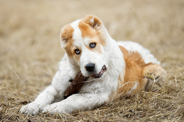 A young dog with a white and brown coat, lying on dry grass and chewing on a stick.