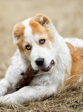 A young dog with a white and brown coat, lying on dry grass and chewing on a stick.