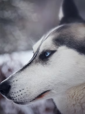 A close-up profile of a Siberian Husky with striking blue eyes, set against a blurred wintery background.