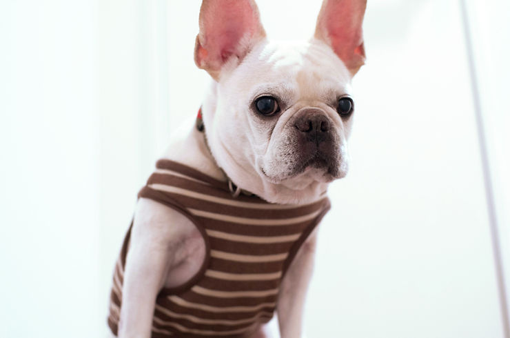 A French Bulldog wearing a striped brown shirt, standing and looking at the camera.