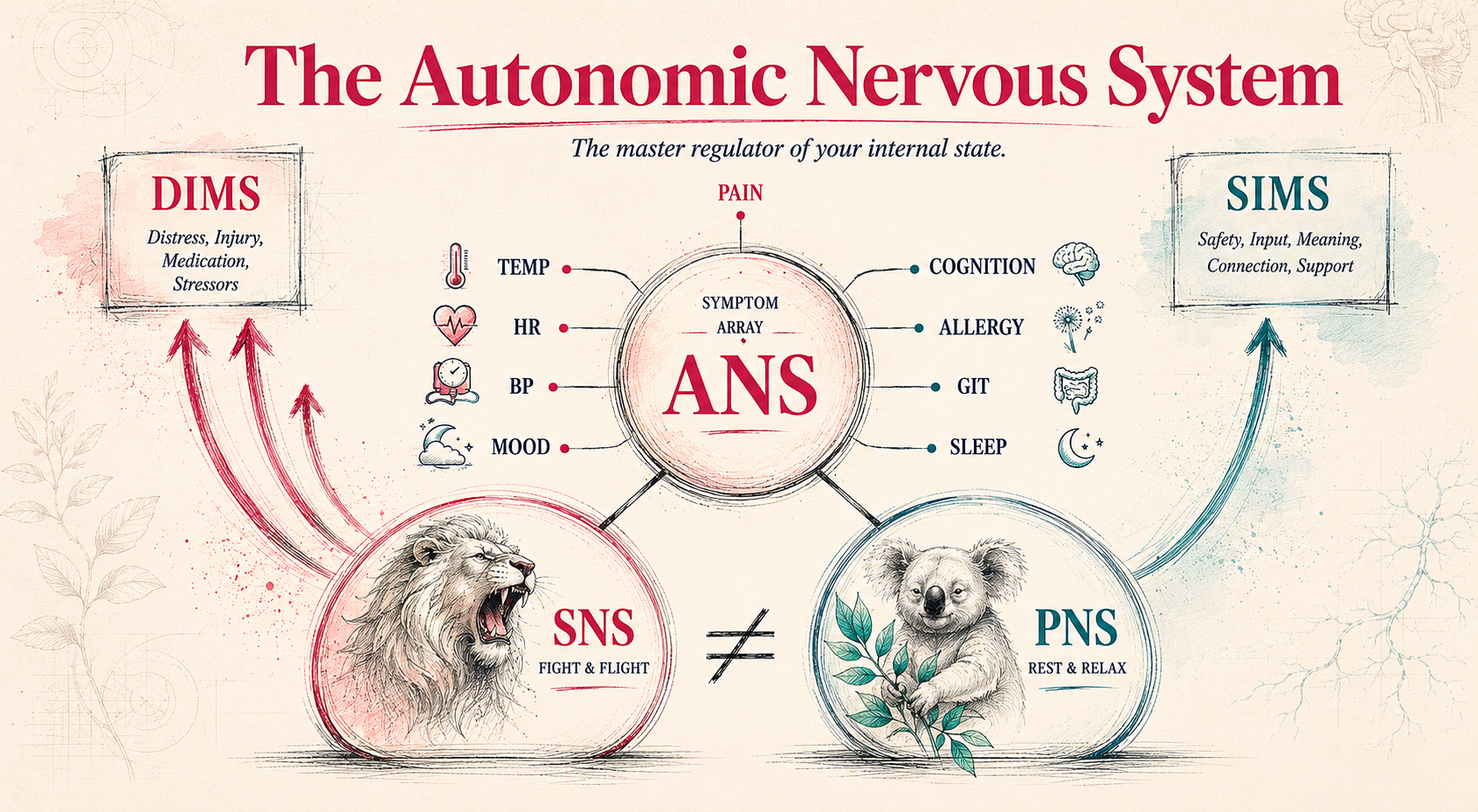 The Autonomic Nervous System — Lion and Koala