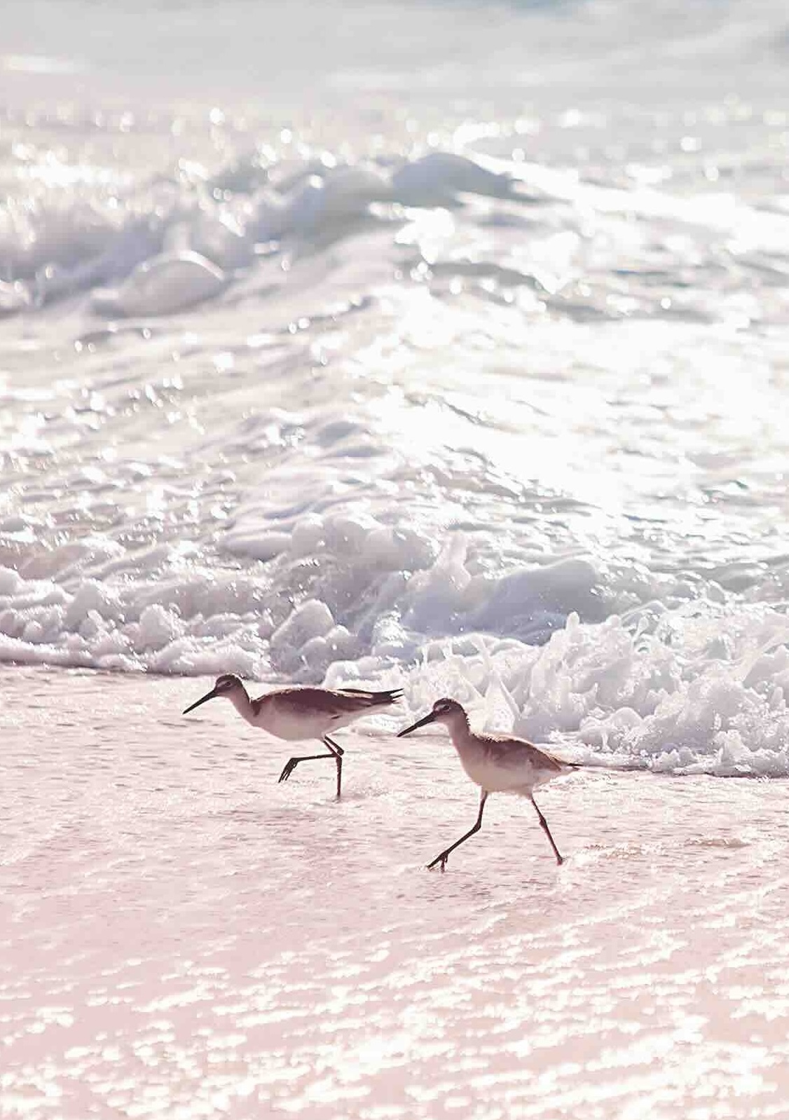 Two Nimbus Library founders in a minimalist office, showcasing the professional and versatile use of the library.