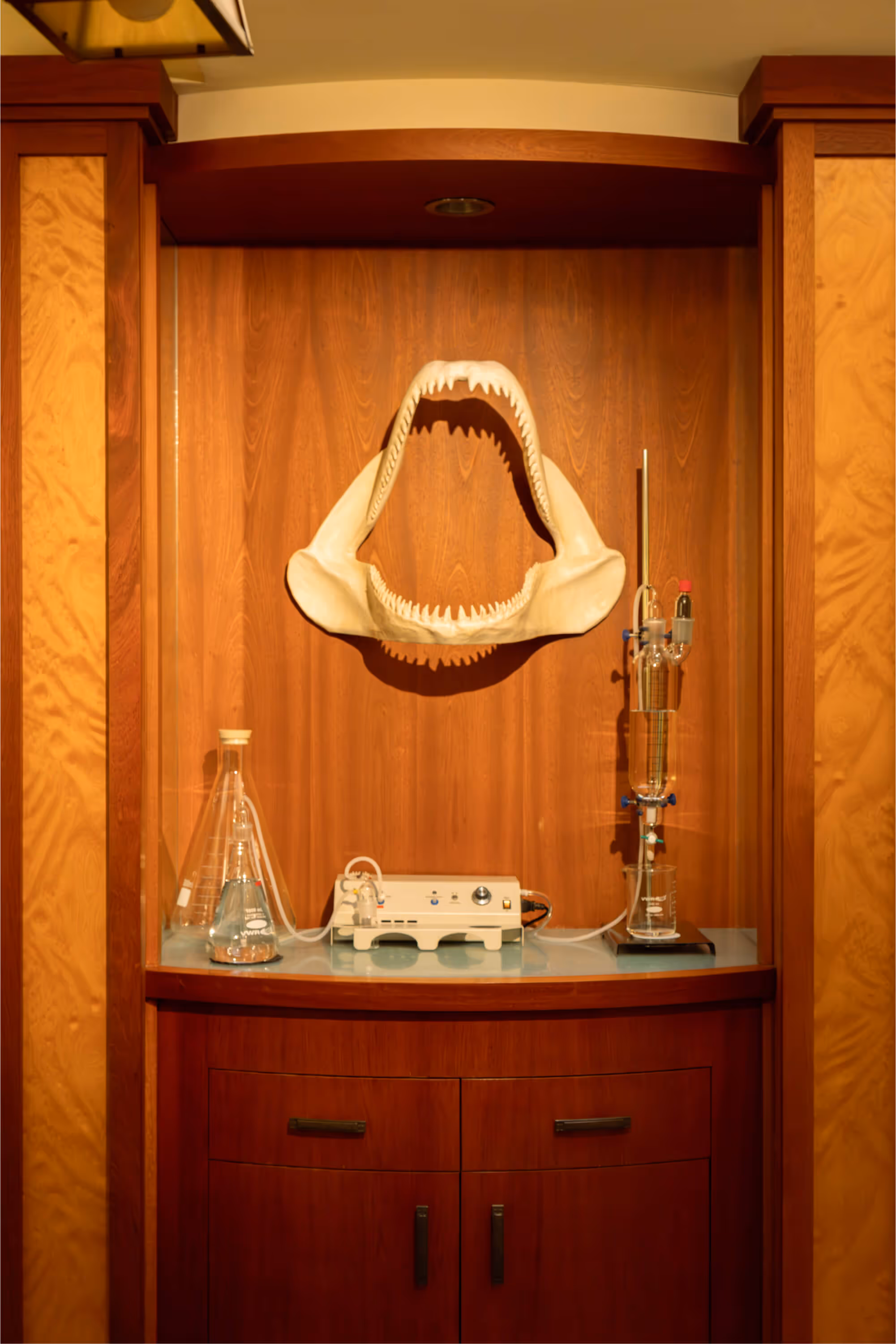 A display of a fake shark's teeth in a wooden cabinet.