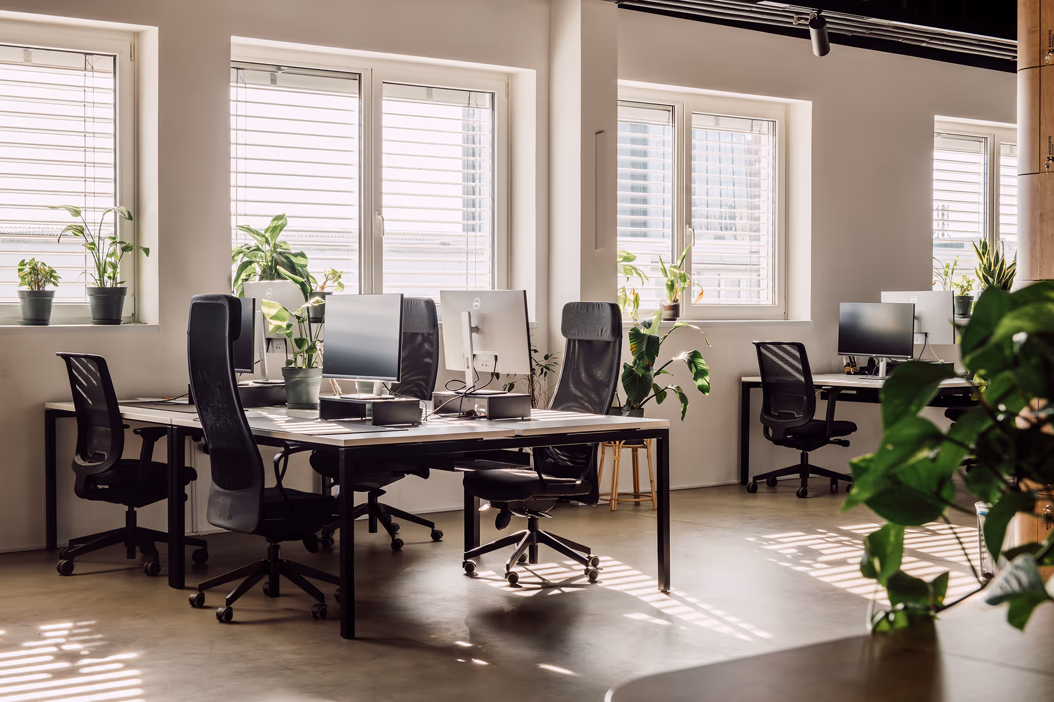Bright modern office with black mesh chairs, multiple computer monitors, and green plants on desks and windowsills.