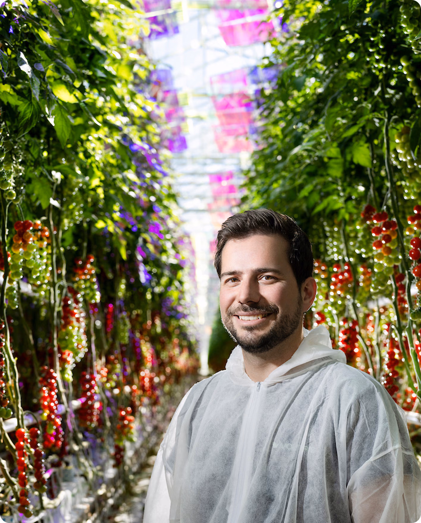 Smiling man wearing a white protective suit standing in a greenhouse with rows of green plants 
