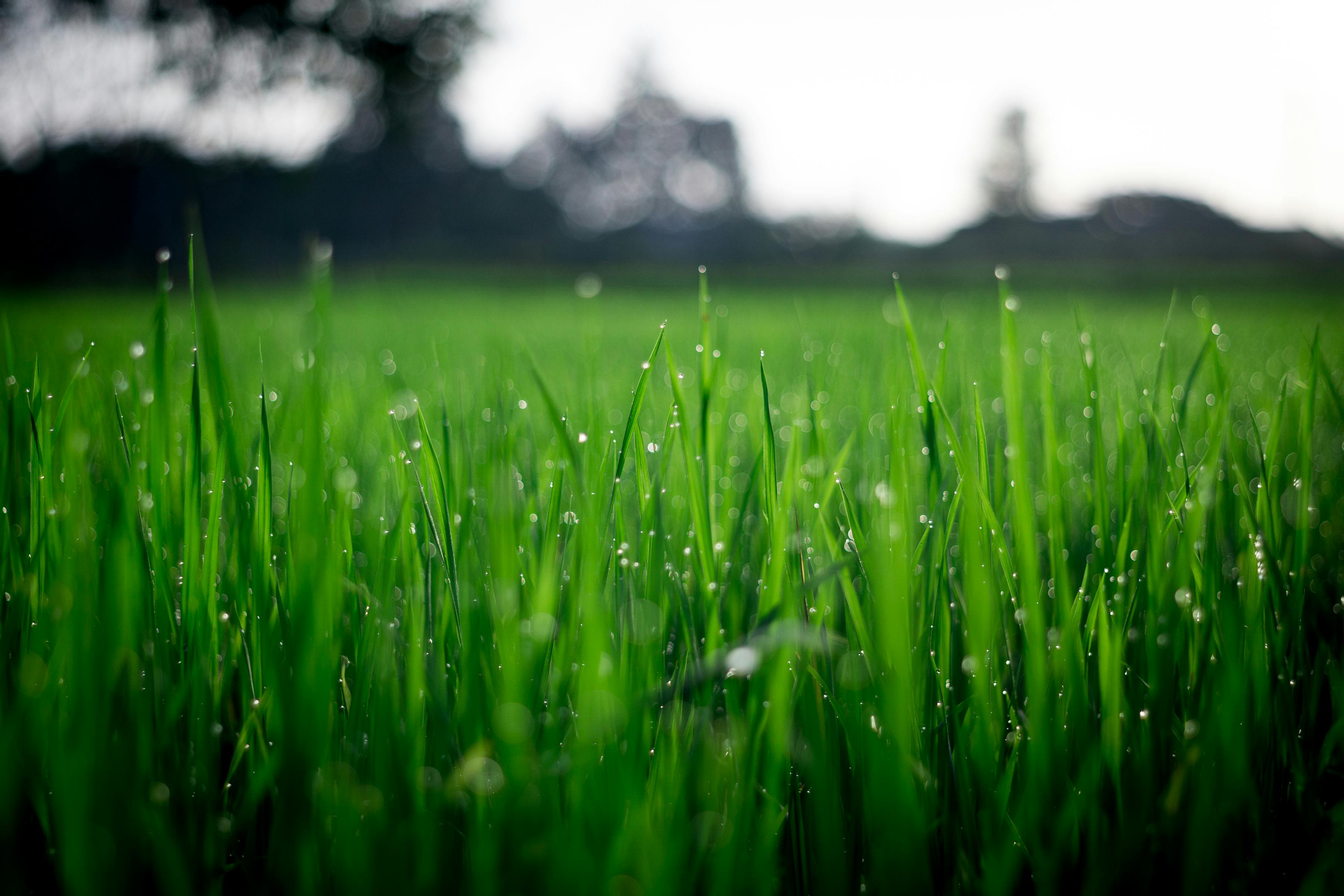 Gartenpflege Saargrün Saarland