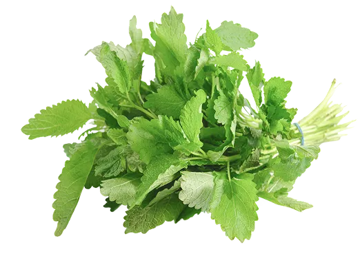 Herbs