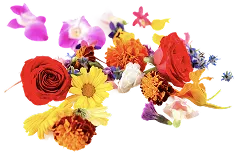 Edible Flowers