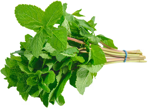 Herbes