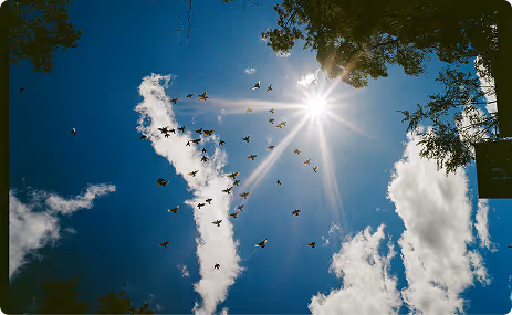 Flock of birds flying in a blue sky with scattered clouds and bright sunlight shining through tree branches.