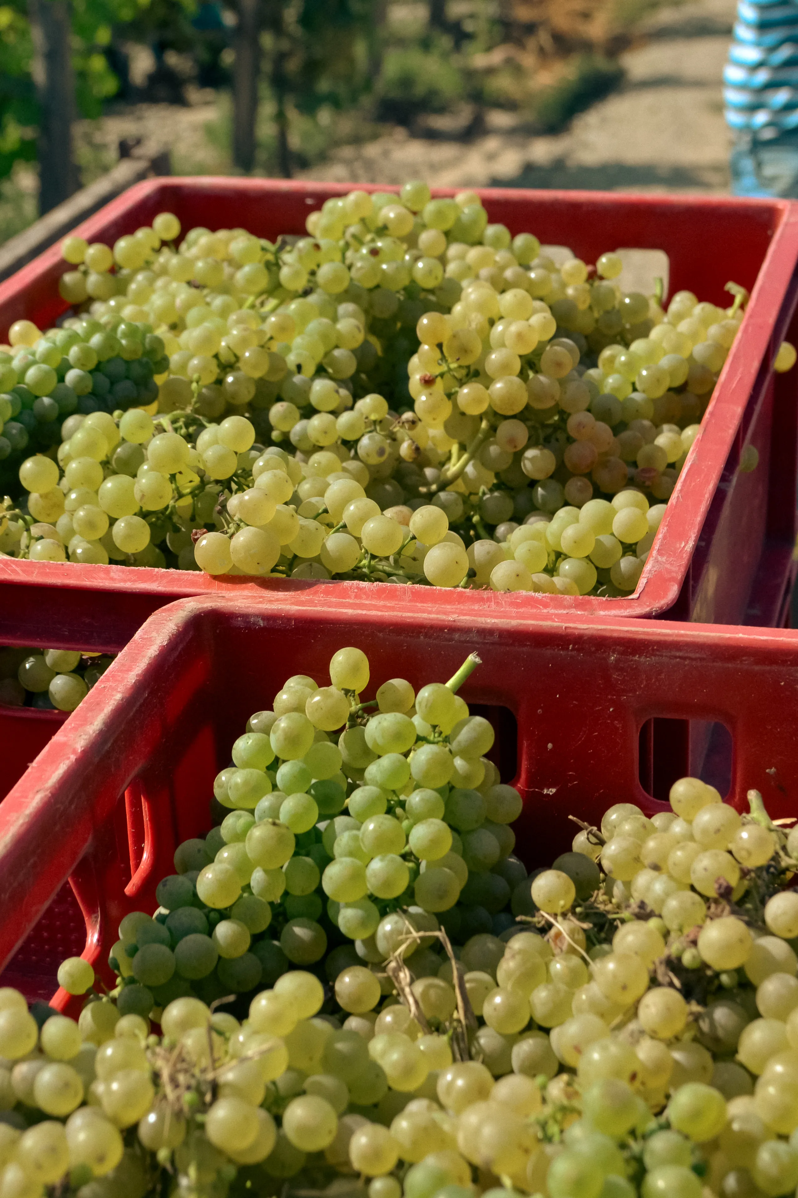 Sticle și Bag-in-Box Crama Darie pregătite pentru livrare