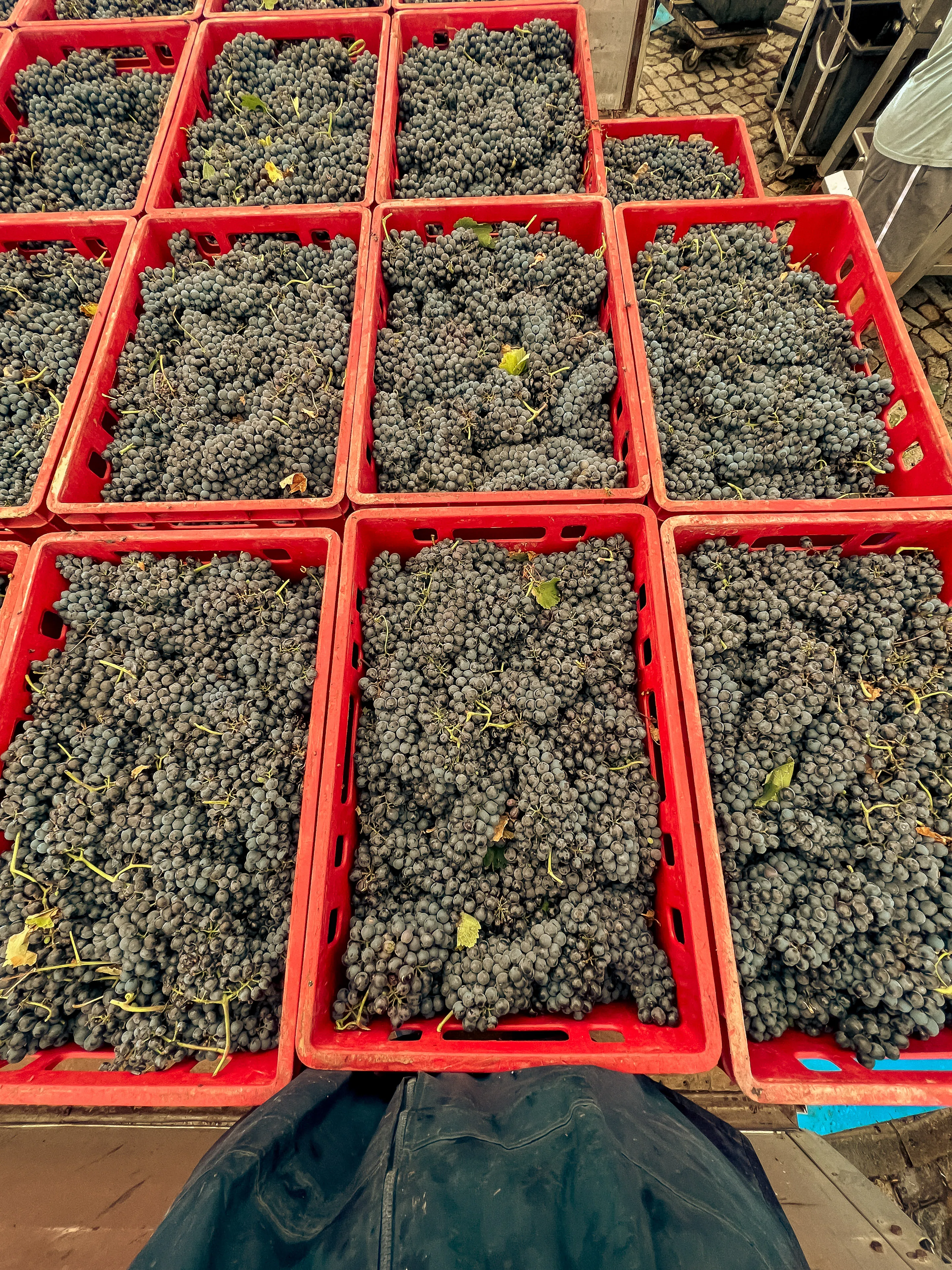 Vedere de ansamblu asupra Cramei Darie