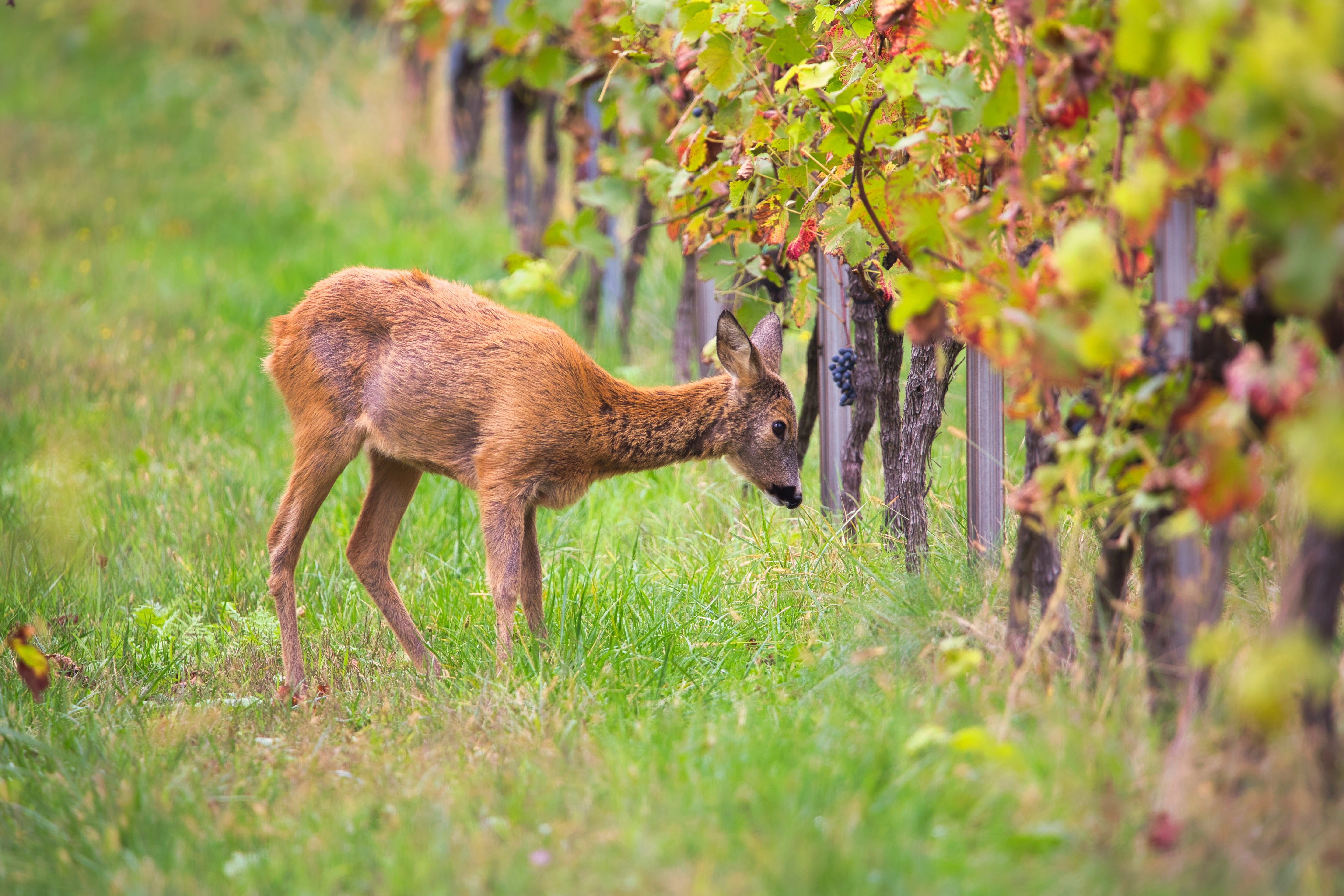 Podgoria Crama Darie cu vie pe malul Dunării în Topalu, Dobrogea