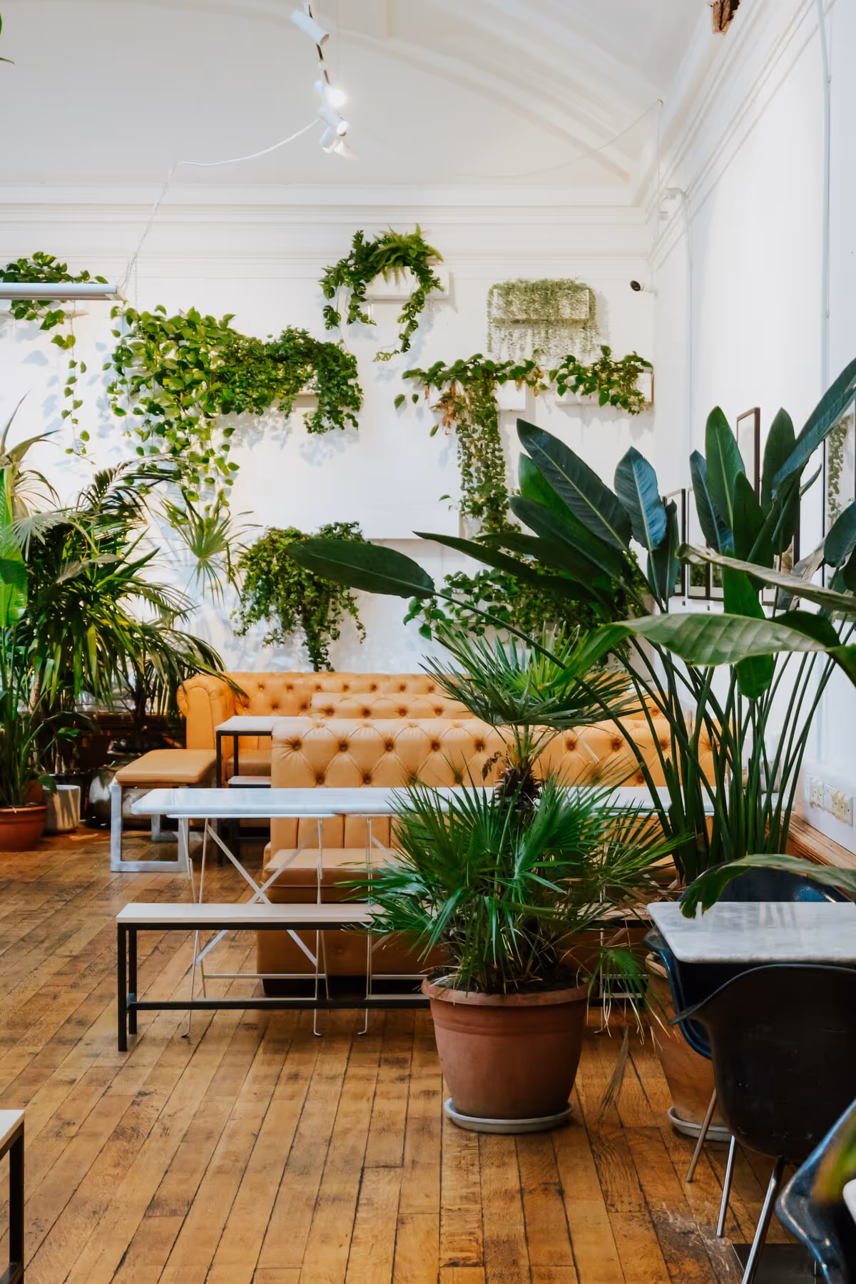 Indoor seating area with tan tufted sofas, white benches, wooden floor, and numerous green plants on the floor and hanging on the white walls.