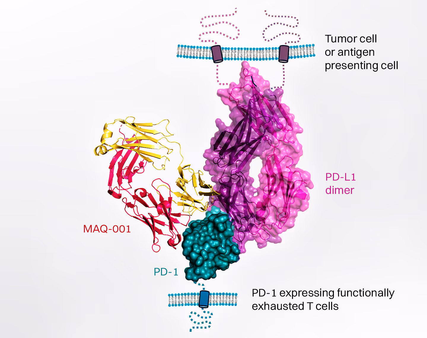 Graphic displaying representation of tumor cells and MAQ-001