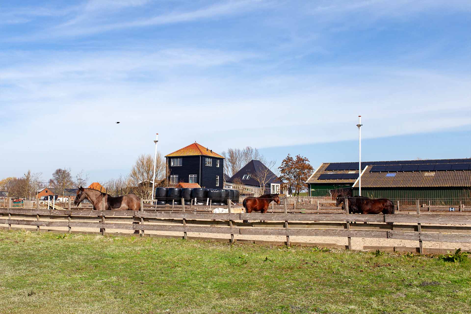 paarden staan buiten in de rijbak bij artemis