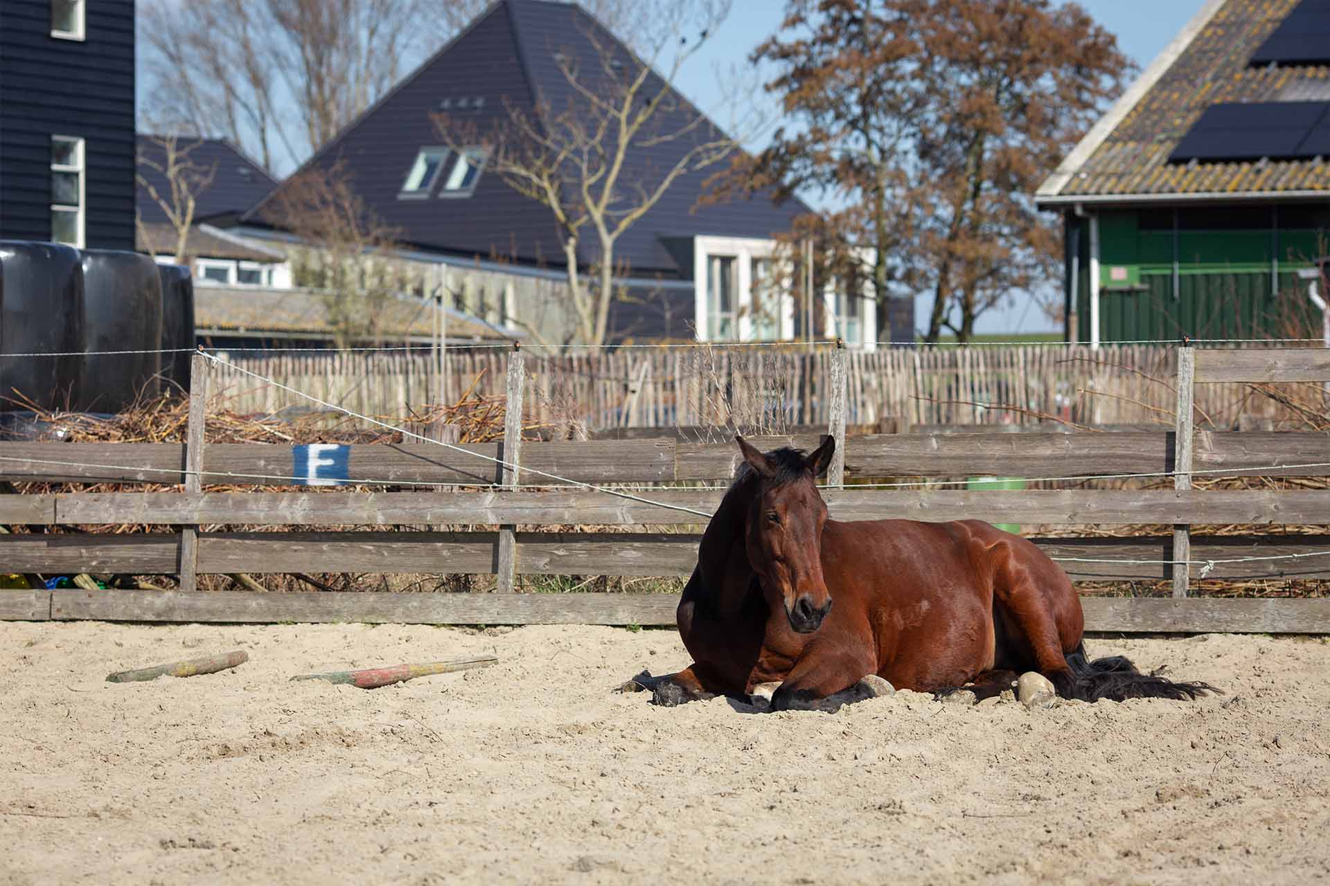 paard ligt in rijbak in de zon op artemis