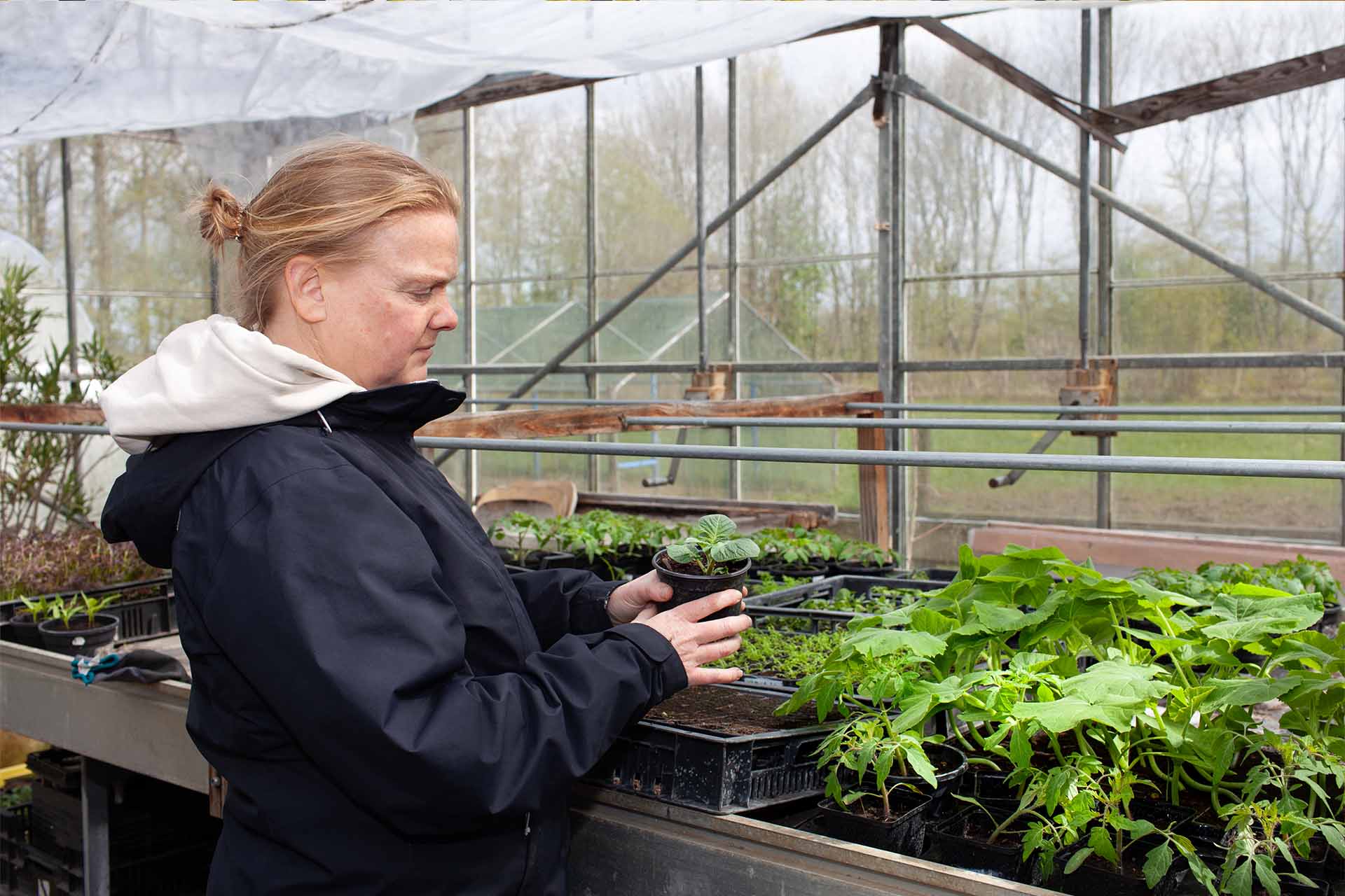 medewerker laat plantjes zien in de kas van noorderhoeve