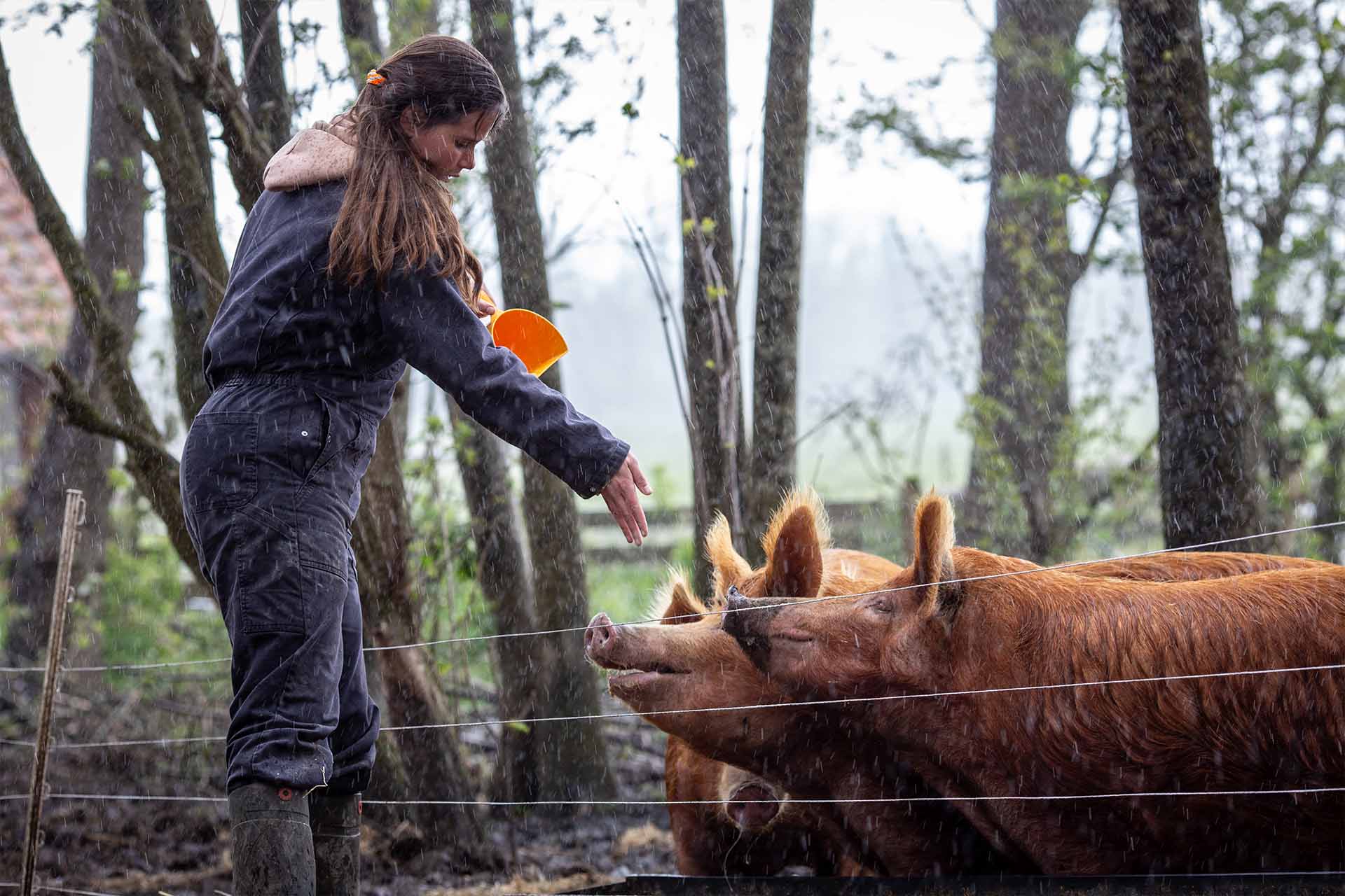 varkens voeren op zorgboerderij noorderhoeve