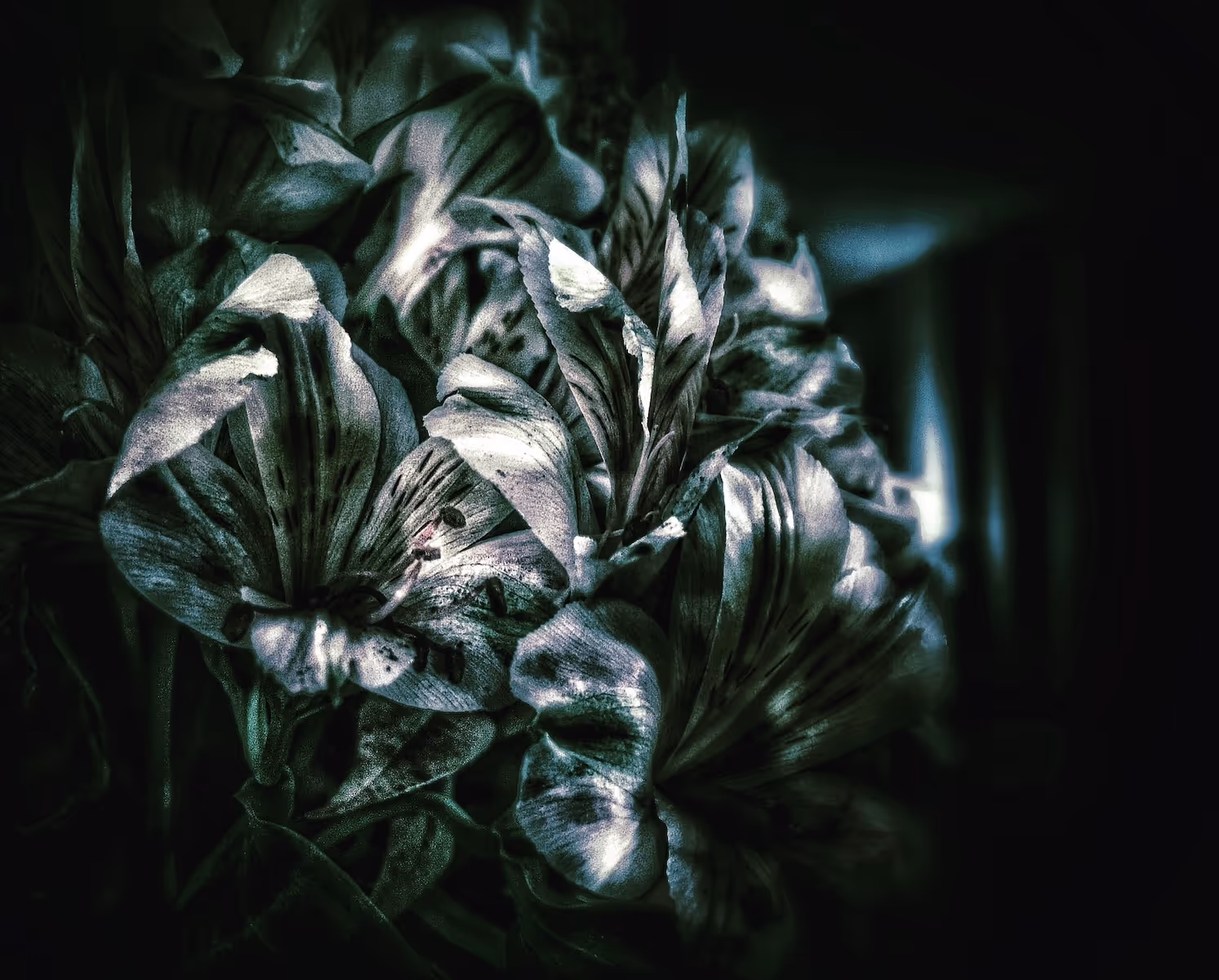 Oeillets noir & blanc