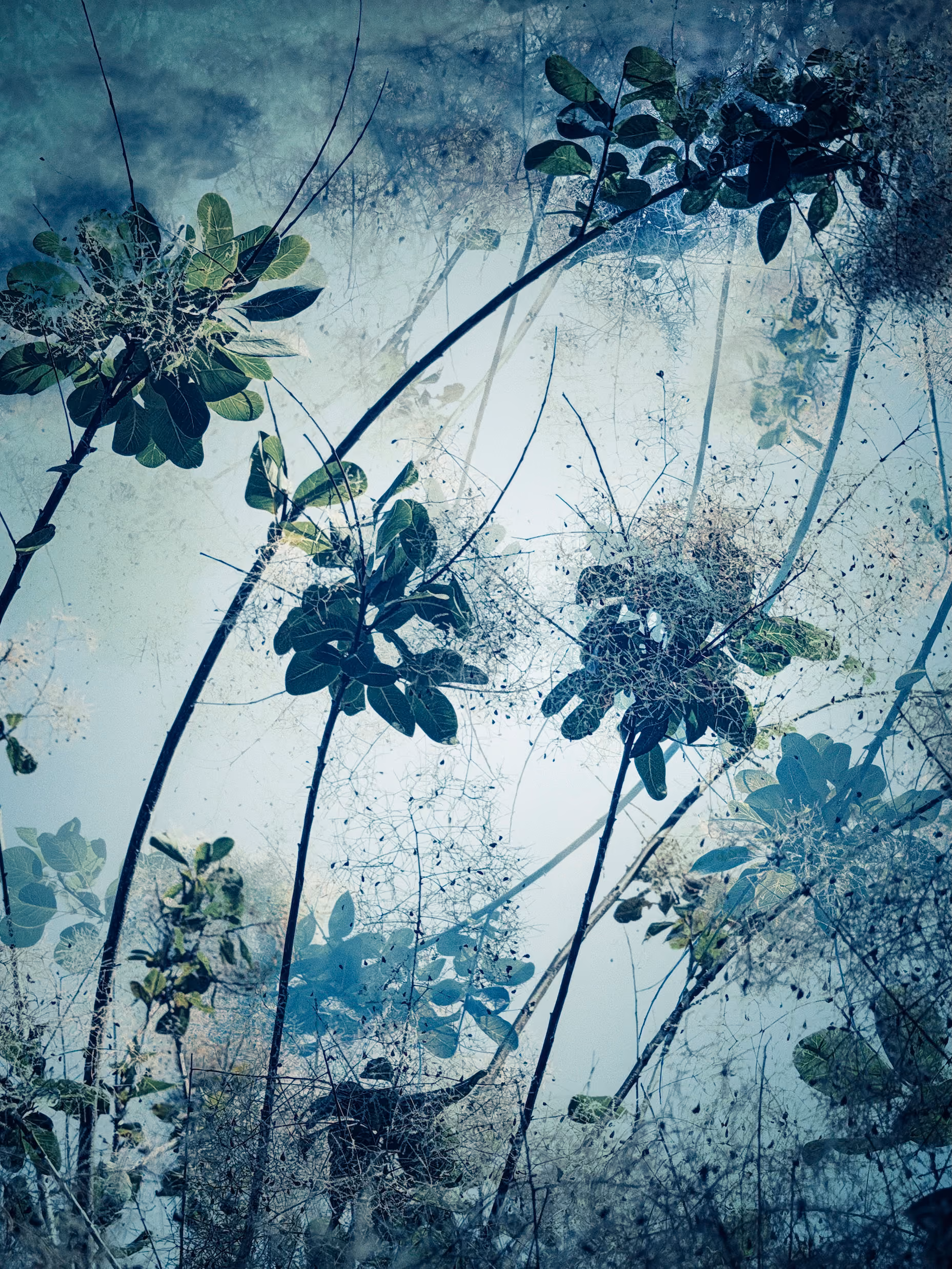 Reverie II