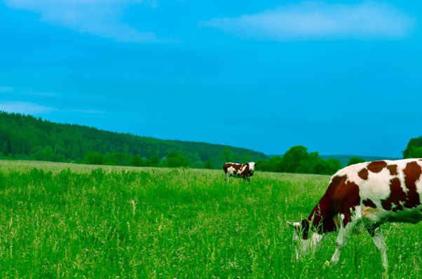 Benefits image of cattle grazing.