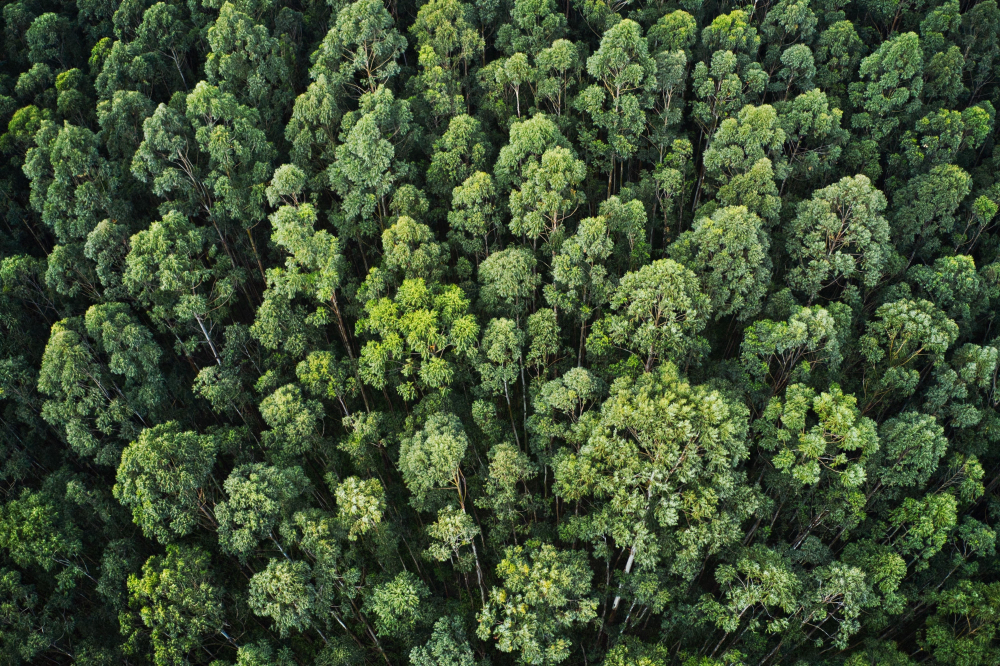 Aerial view of a dense green forest