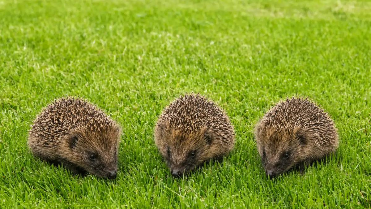 Three hedgehogs on grass