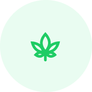cannabis