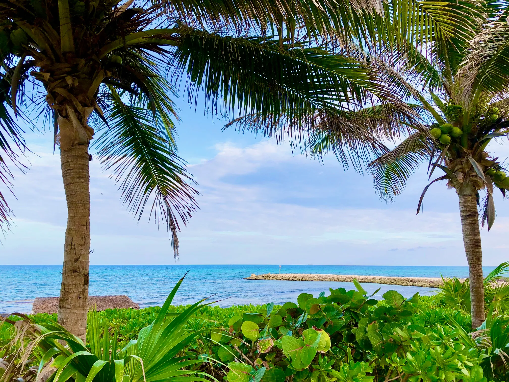 A view of a body of water through some palm trees.