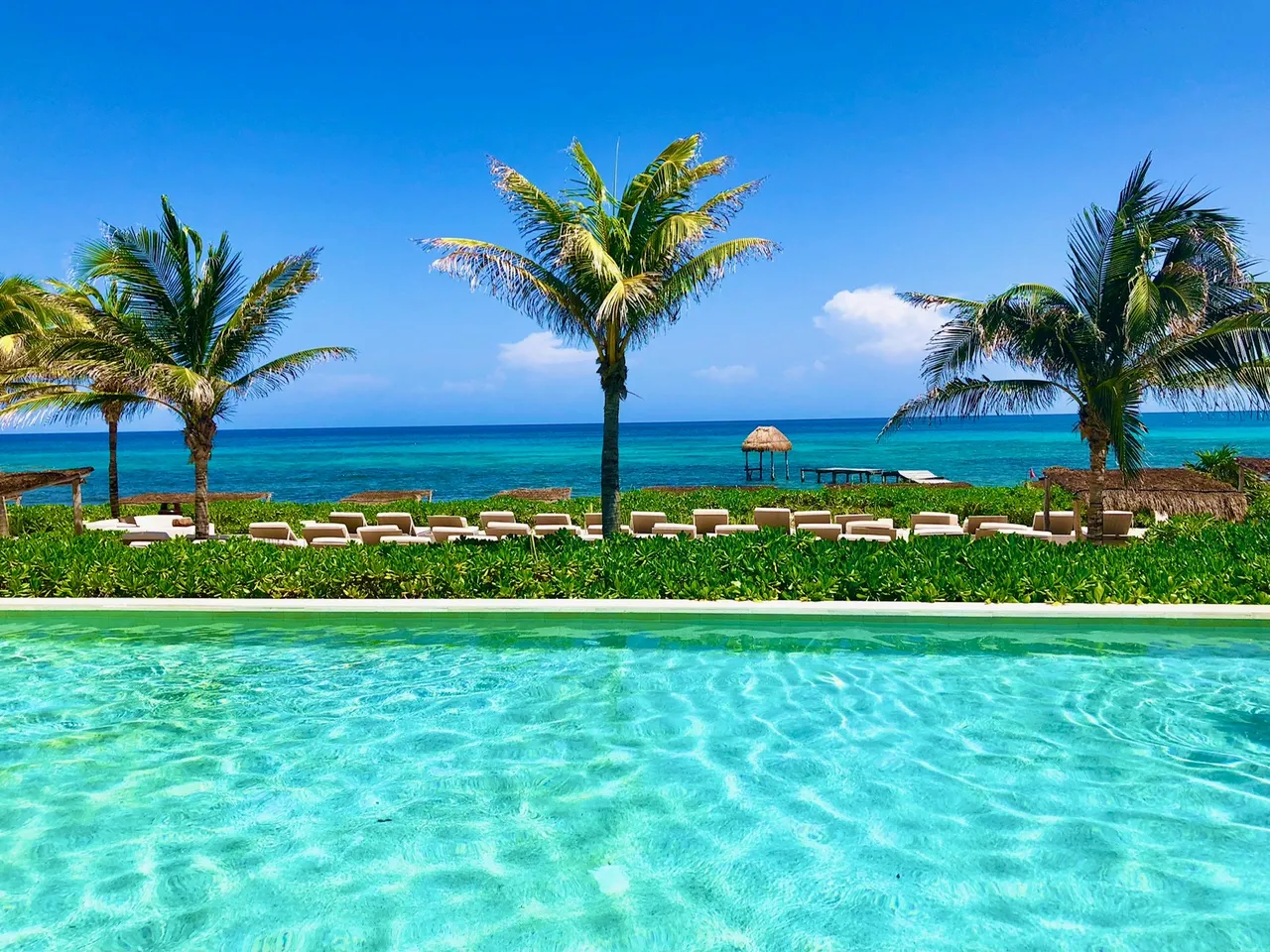 A large swimming pool surrounded by palm trees.