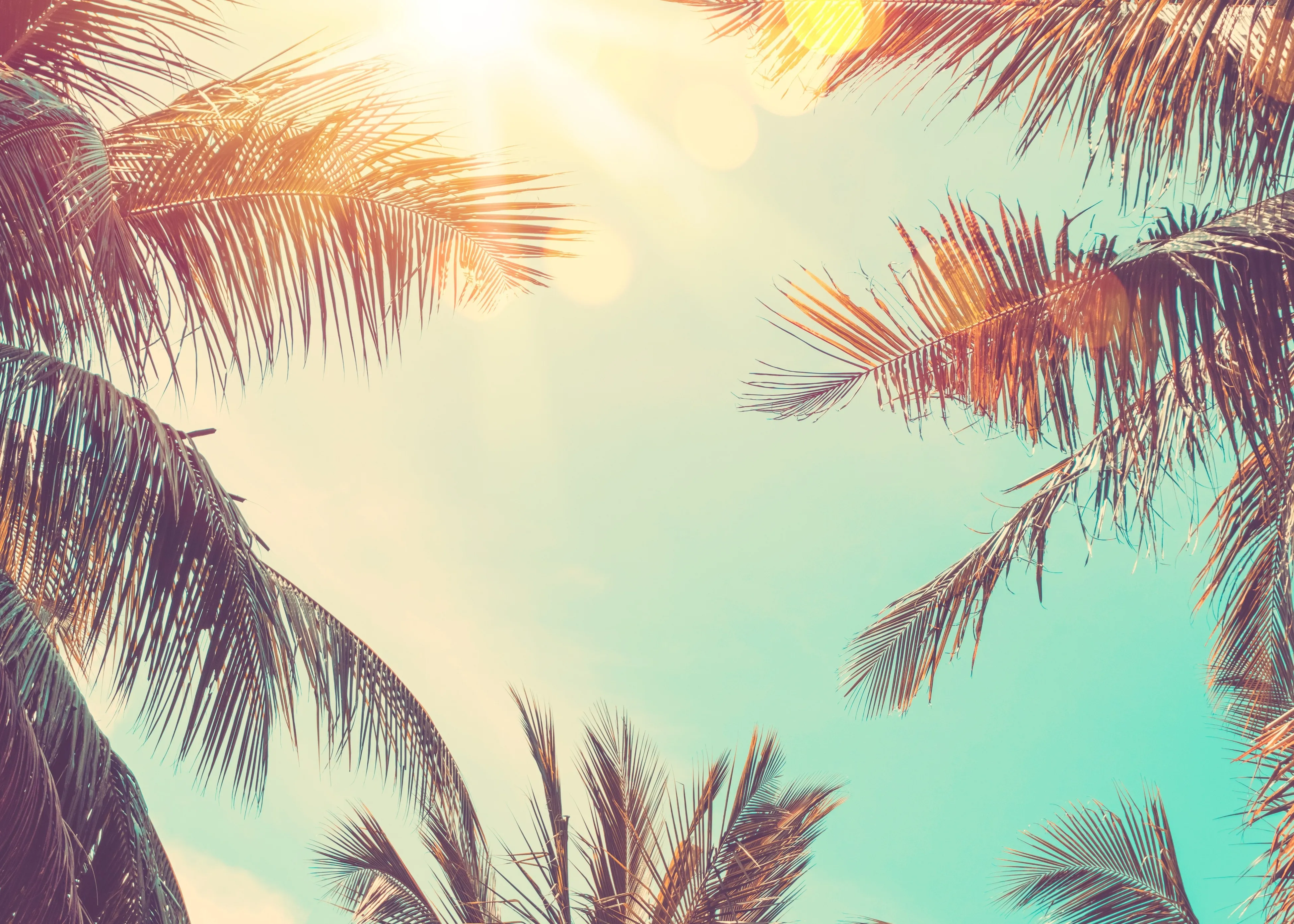 The sun is shining through the palm trees.