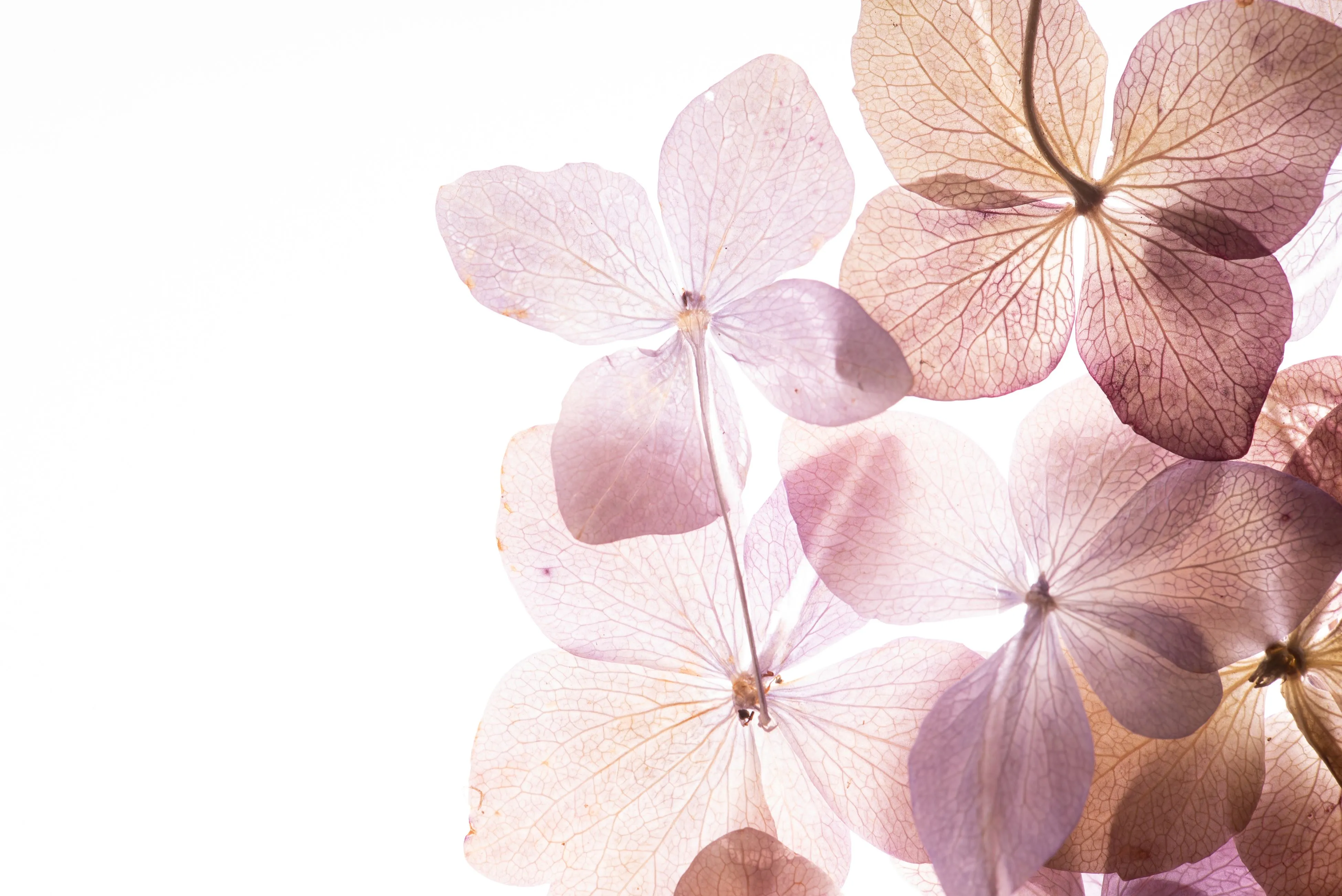 A group of pink flowers with a white background.