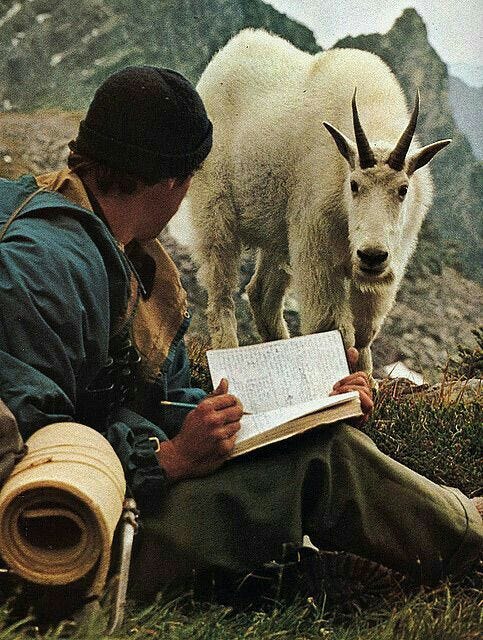 This may contain: a man sitting on the ground reading a book next to two mountain goats