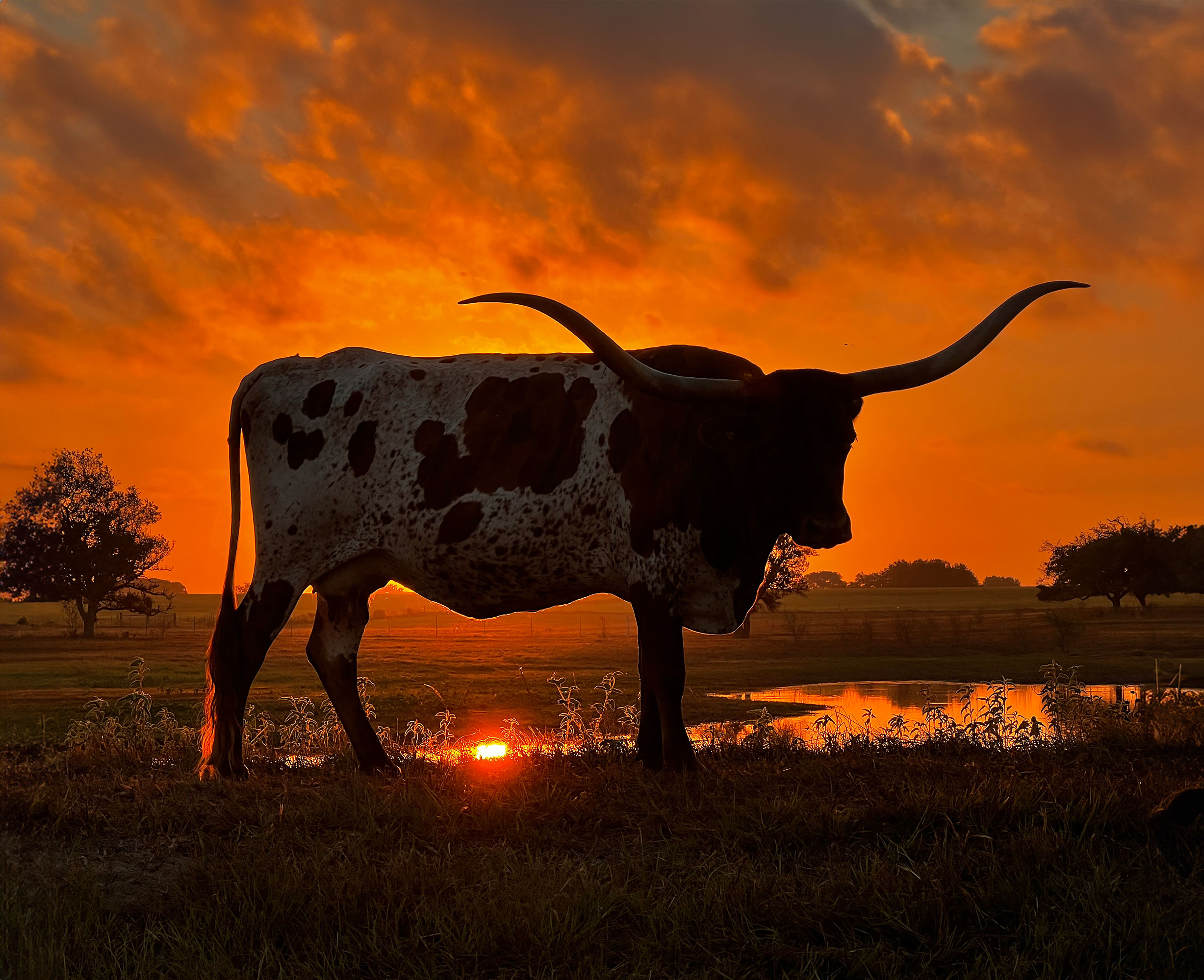 Sunset picture of Electra's Honey