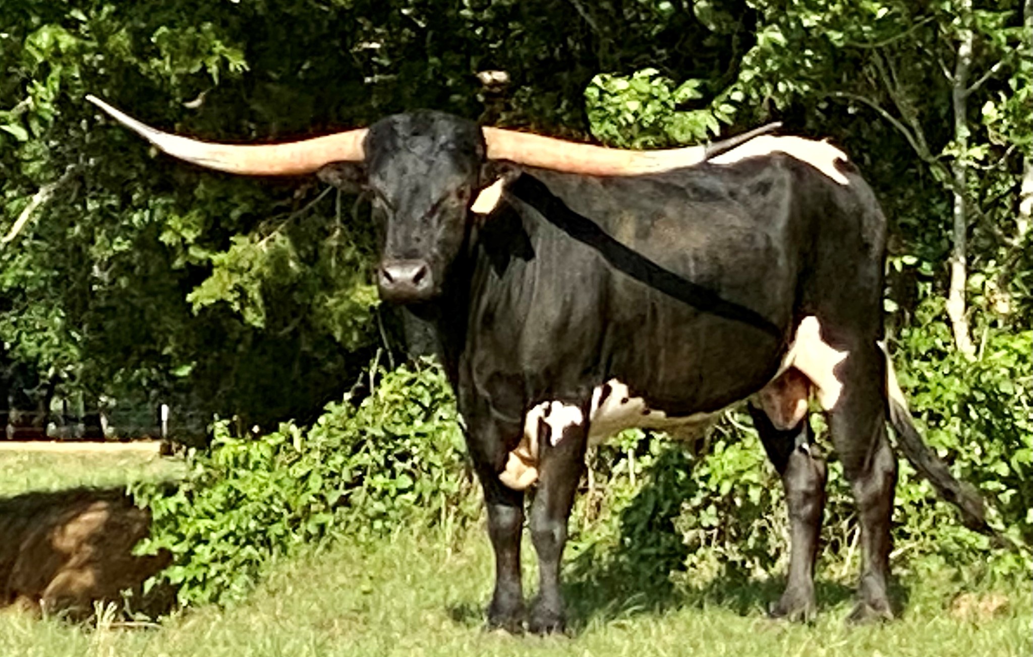A picture of longhorn bull Sniped