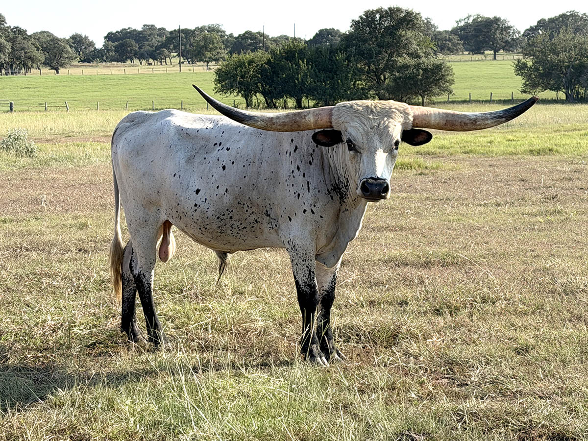A longhorn bull.