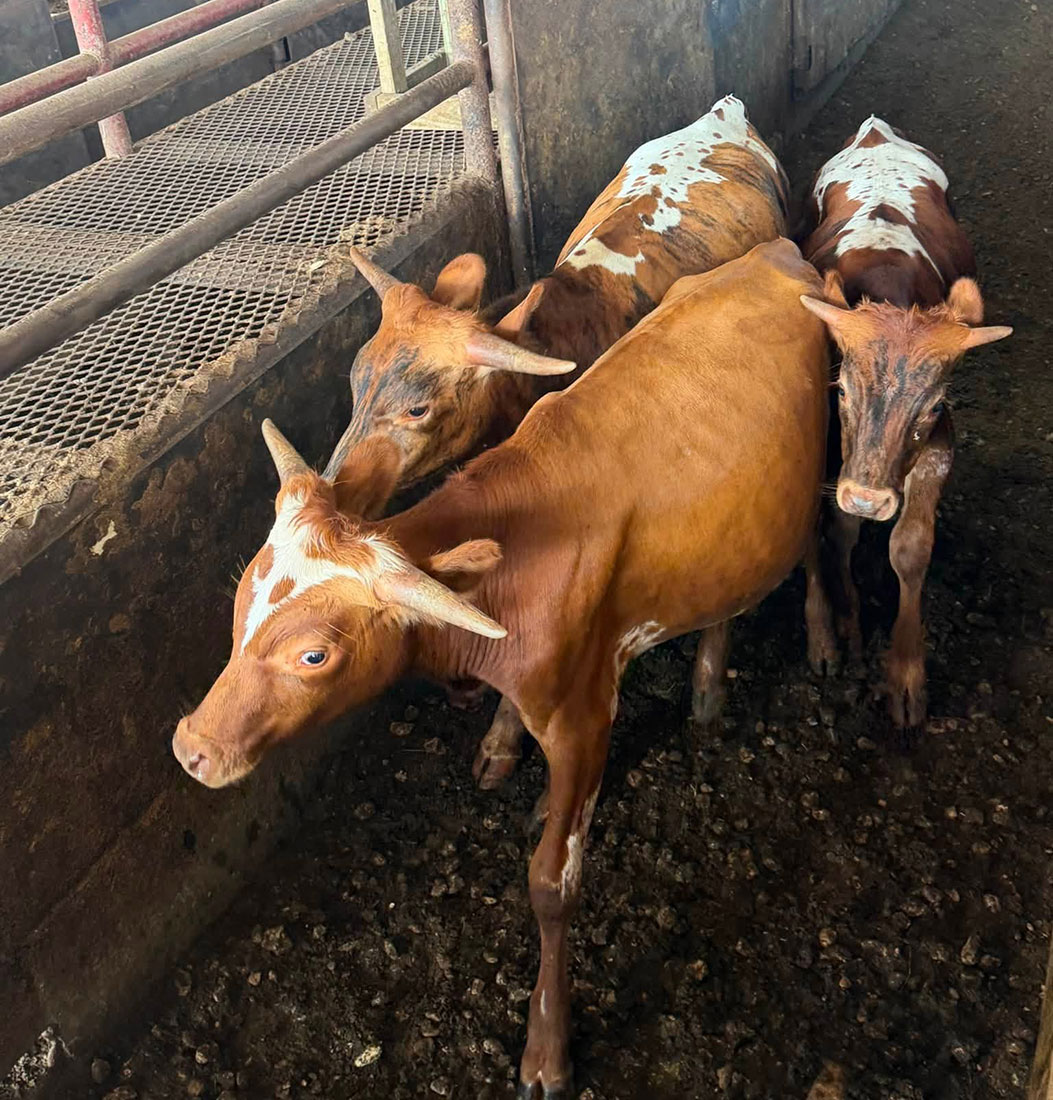 A picture of three longhorn calves for roping.