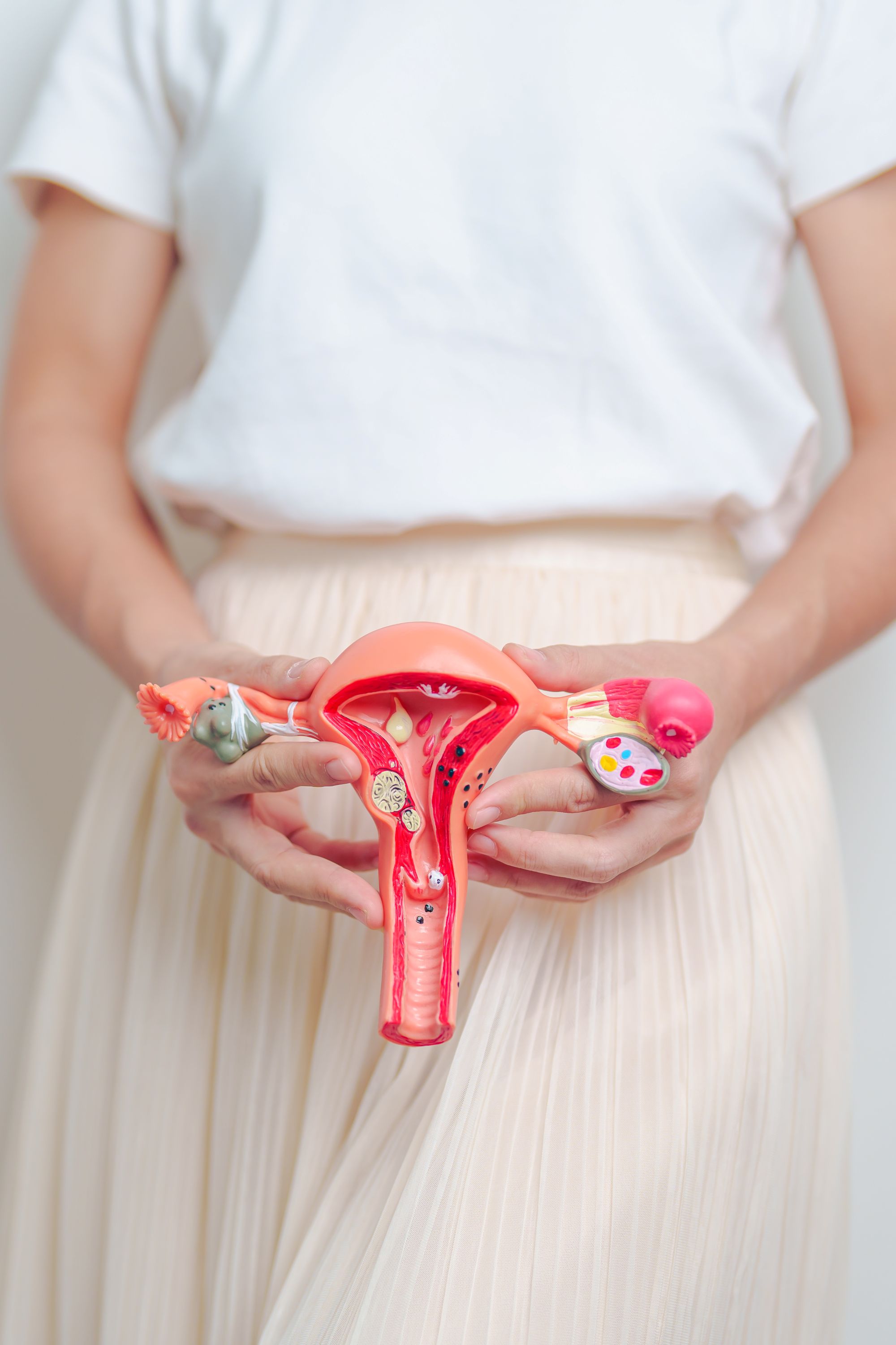 A womans uterus
