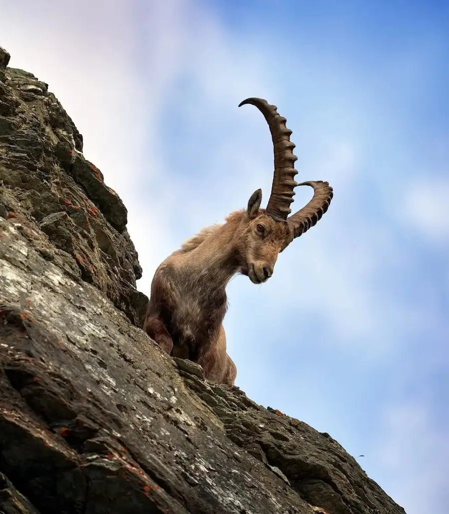 A ibex on the top of a steep cliff looking down