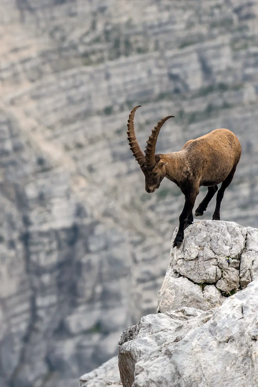 An ibex carefully navigates an incredibly narrow path high up in the granite mountains