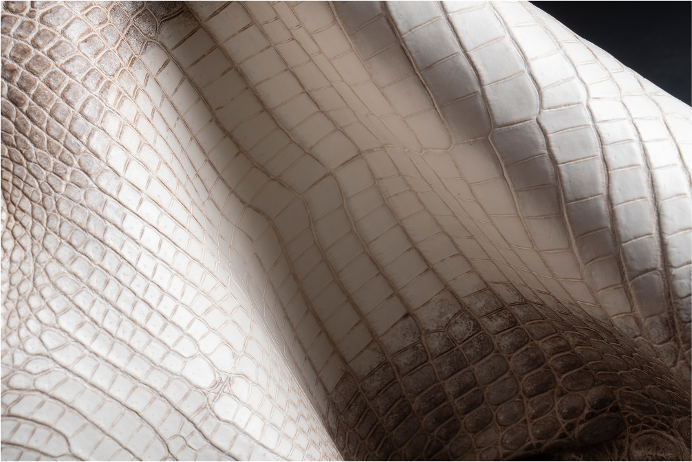 Close-up of crocodile leather, showing its texture and pattern with a gradient from light to dark shades.