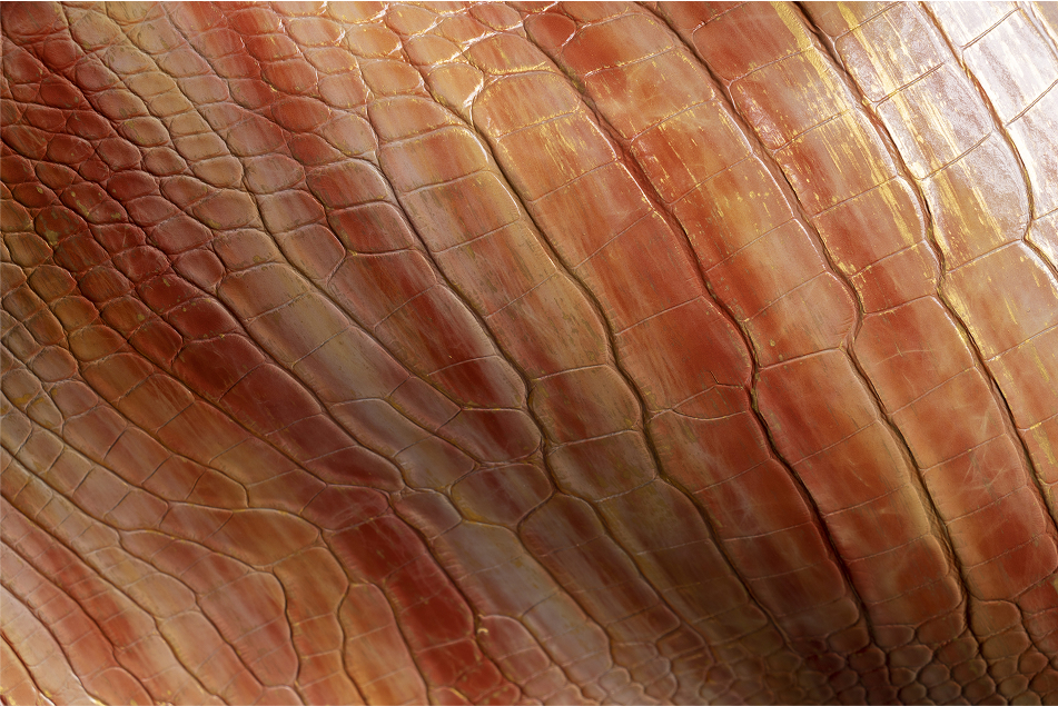 Close-up of a textured surface resembling crocodile skin, featuring distinct scales and patterns in shades of brown and beige.