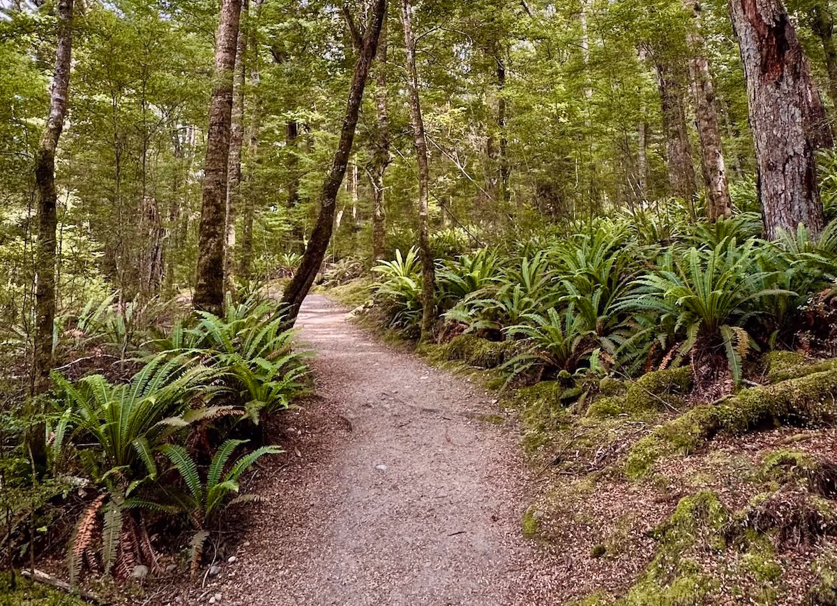 ein bild eines Weges in einem wald