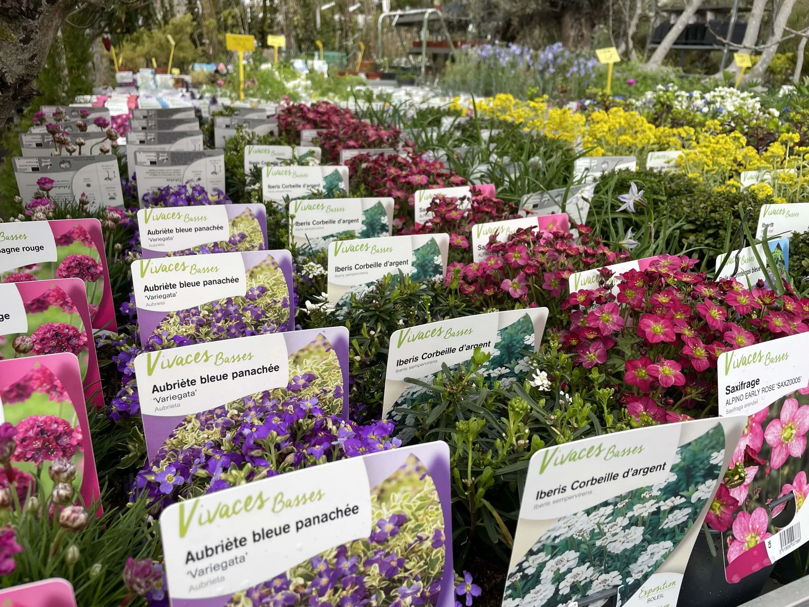 Table de plantes vivaces fleuries étiquetées, comme aubriète et iberis, dans une zone extérieure de jardinerie.
