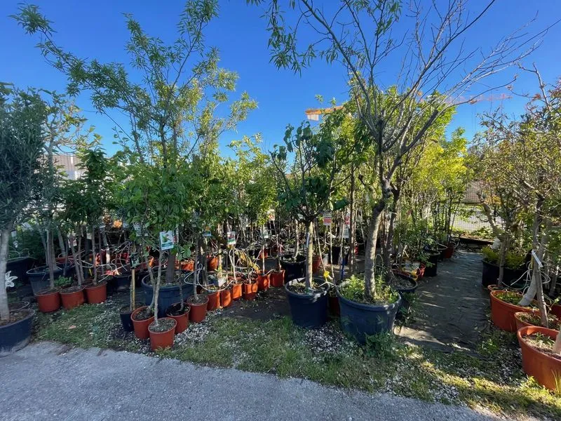 Alignement d’arbres fruitiers et d’ornement en pot, exposés en plein air sous un ciel bleu.
